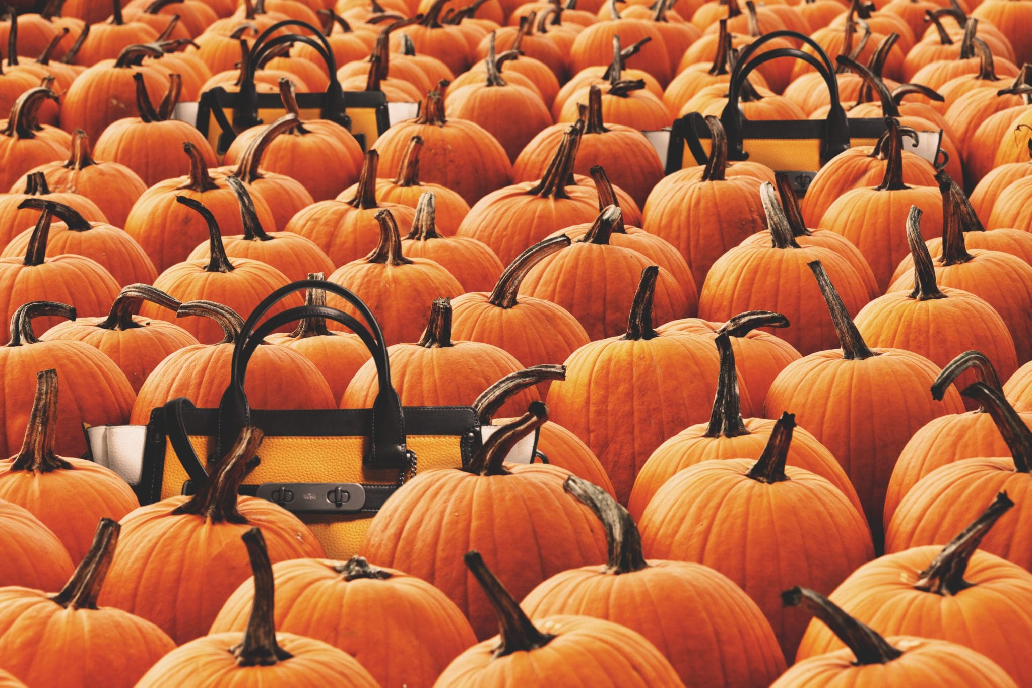 COACH | Halloween 2015: Pumpkin Patch