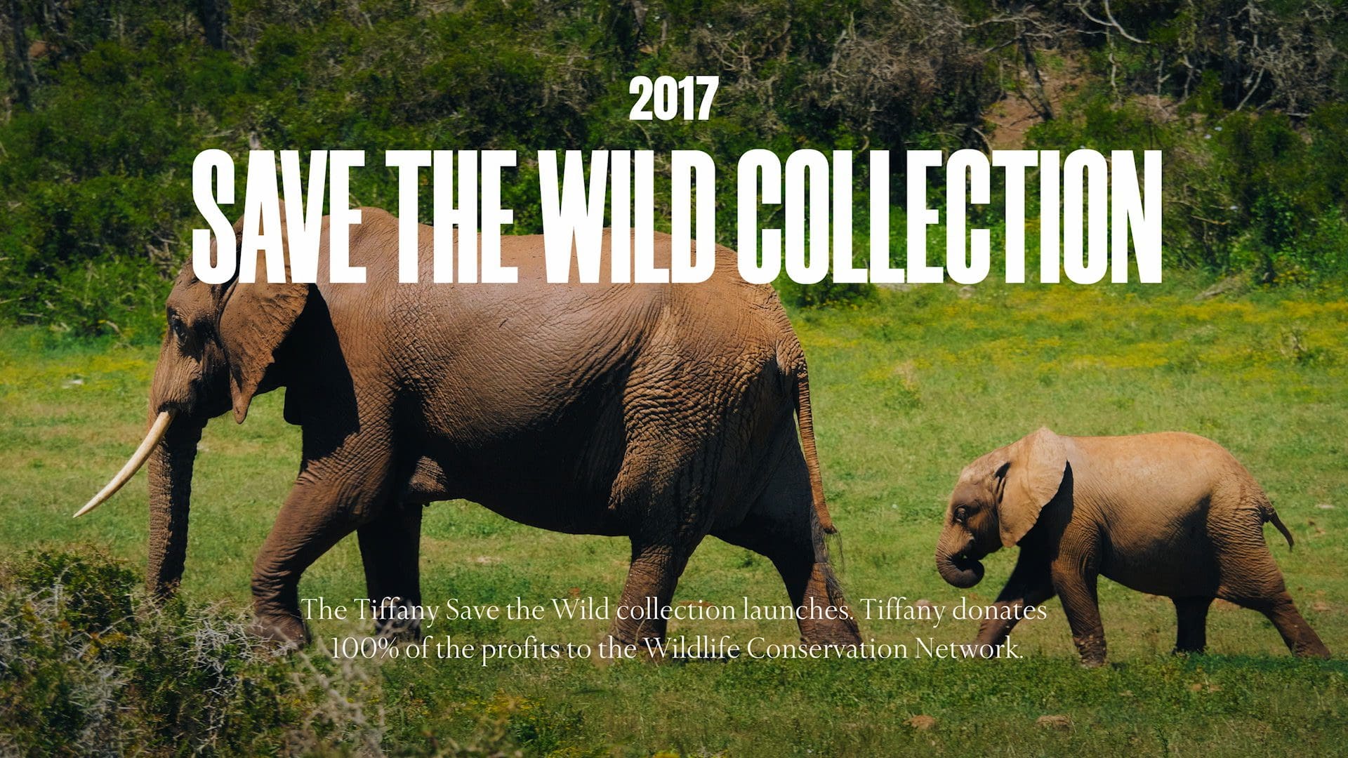 Promotional image for Tiffany & Co.'s 2017 Save the Wild Collection, depicting an adult elephant and its calf in the wild, with text stating that Tiffany donates 100% of the profits to the Wildlife Conservation Network.