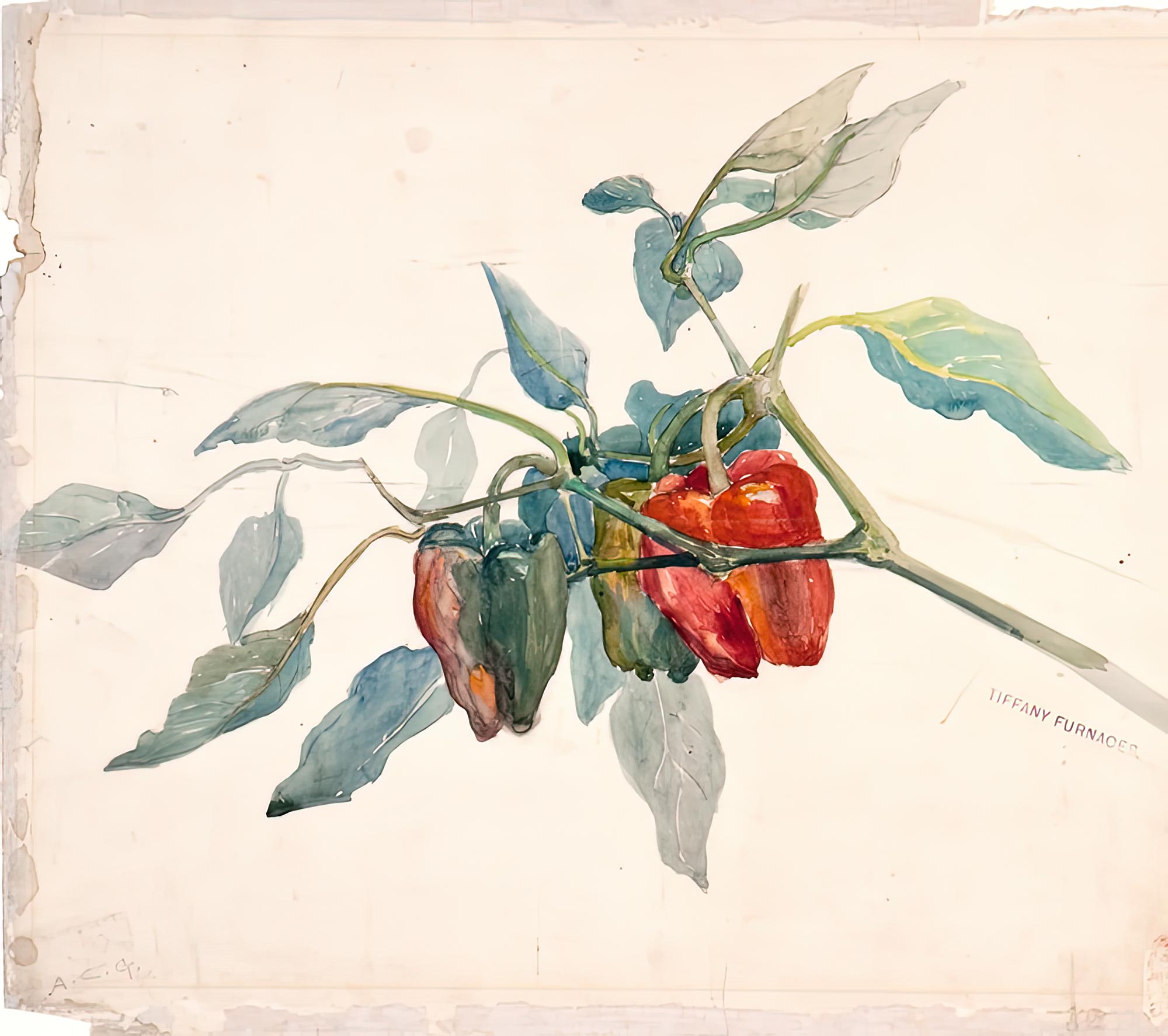 Watercolor painting of bell peppers on a stem by Alice Carmen Gouvy, upscaled by RIOT. Originally from the Charles Hosmer Morse Museum.