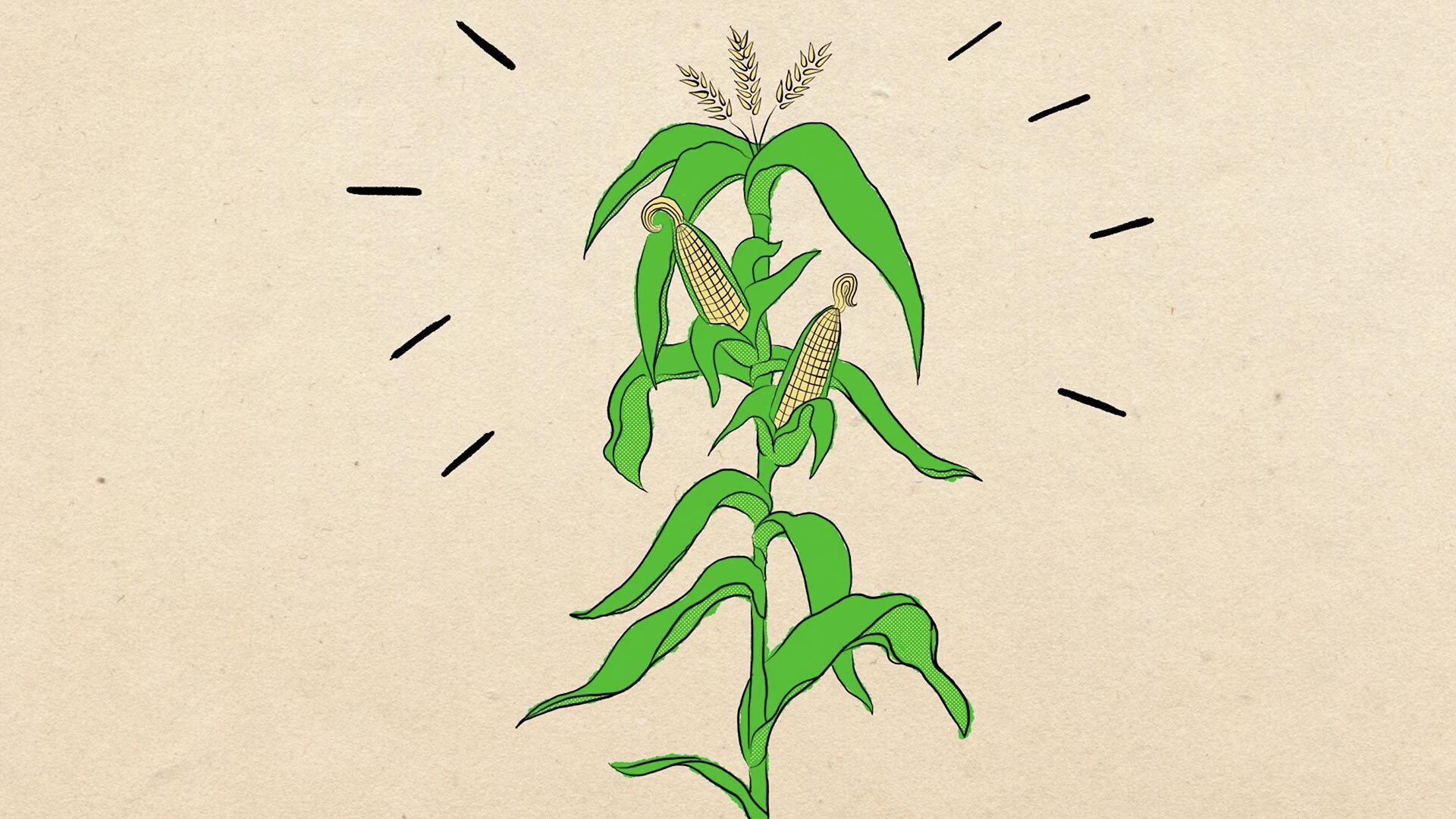 Illustrated corn stalk with golden ears of corn, representing the historical origins of futures trading.